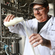 Purdue’s Bruce Applegate at work in his lab. The new treatment dramatically extends the shelf life of milk. (Image: Purdue Agriculture Communication photo/Tom Campbell)